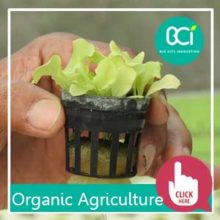 organic agriculture
